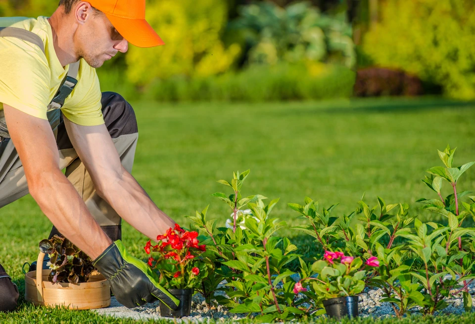 Personne plantant un jeune conifère dans un jardin extérieur, creusant un trou avec une bêche verte