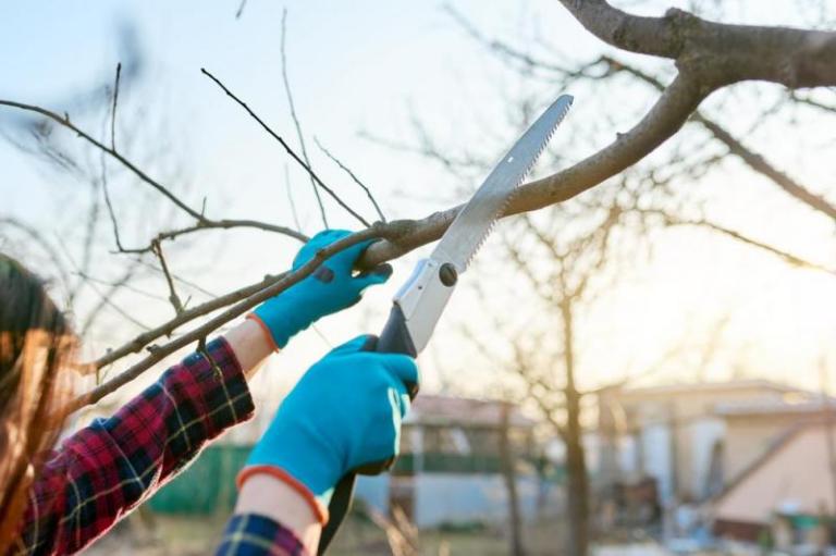 Élagage des arbres à Compertrix, techniques pour préserver leur santé