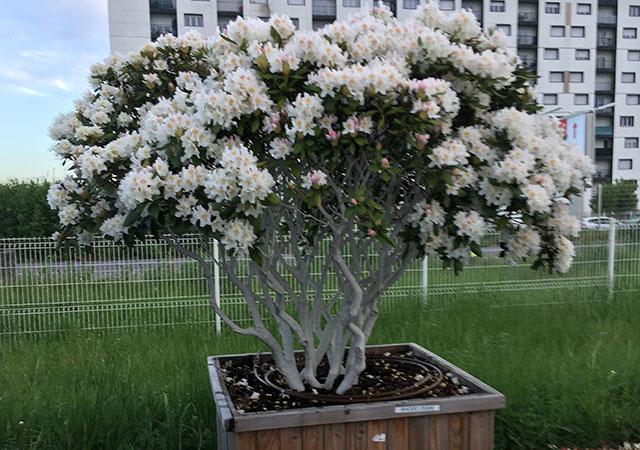 Créer un jardin d'exception à Reims, Épernay et Châlons-en-Champagne : Les meilleurs végétaux pour embellir votre espace