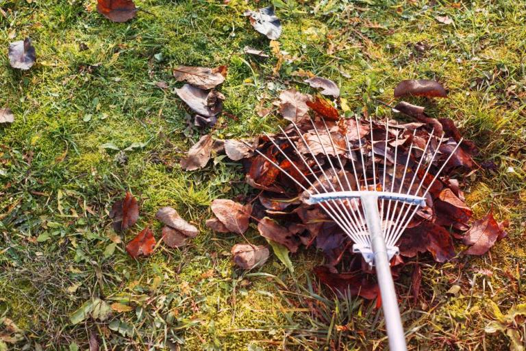 Faut-il ramasser les feuilles avant l'hiver à Châlons-en-Champagne ?
